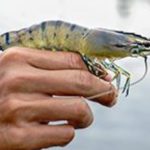 prawns