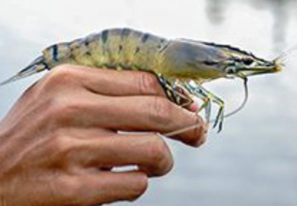 prawns